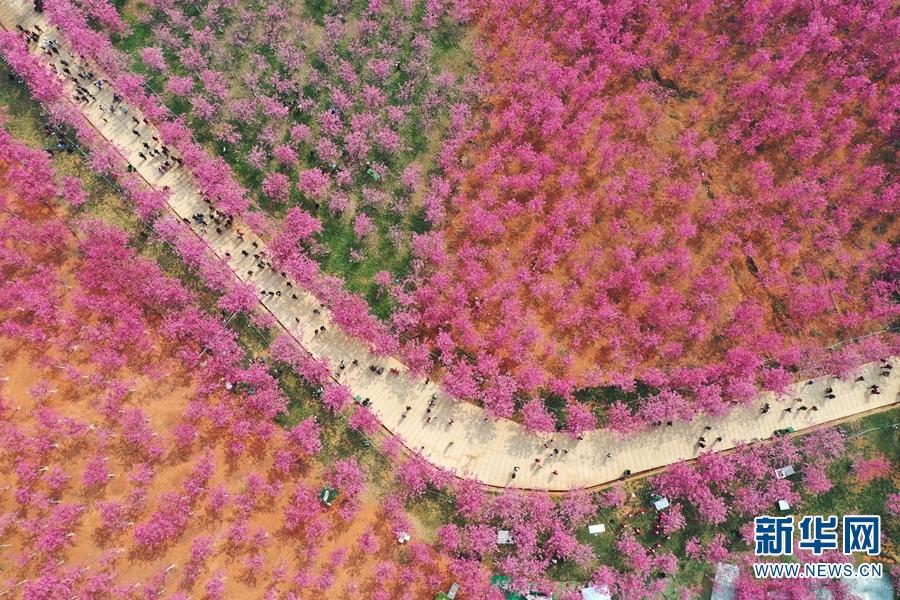 宜良华侨城花海图片